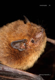 A Miscellany of Bats - Pelagic Publishing