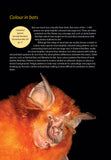 A Miscellany of Bats - Pelagic Publishing