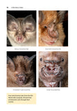 A Miscellany of Bats - Pelagic Publishing