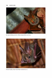 Big Bat Year - Pelagic Publishing