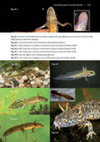 Amphibians and reptiles - Pelagic Publishing