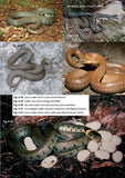Amphibians and reptiles - Pelagic Publishing