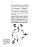 Aphids on deciduous trees - Pelagic Publishing