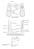 Aphids on deciduous trees - Pelagic Publishing