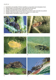 Aphids on deciduous trees - Pelagic Publishing