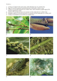 Aphids on deciduous trees - Pelagic Publishing