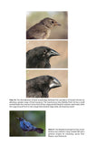 The Ascent of Birds - Pelagic Publishing