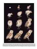 Barn Owl Conservation Handbook - Pelagic Publishing