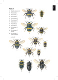 Bumblebees - Pelagic Publishing