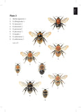 Bumblebees - Pelagic Publishing