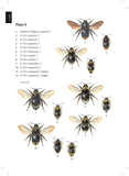 Bumblebees - Pelagic Publishing