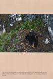 Eagle Days - Pelagic Publishing