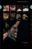 Field Guide to the Bats of the Amazon - Pelagic Publishing