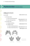 Field Guide to the Bats of the Amazon - Pelagic Publishing