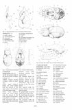 Horseshoe Bats of the World - Pelagic Publishing