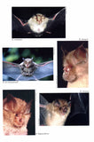 Horseshoe Bats of the World - Pelagic Publishing