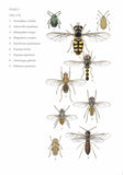 Insects on dock plants - Pelagic Publishing
