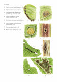 Insects on dock plants - Pelagic Publishing