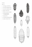 Insects on dock plants - Pelagic Publishing