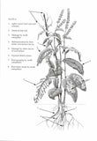 Insects on dock plants - Pelagic Publishing