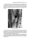 Lapwings, Loons and Lousy Jacks - Pelagic Publishing
