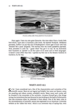 Lapwings, Loons and Lousy Jacks - Pelagic Publishing