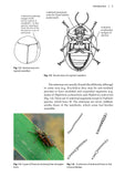 Leaf beetles - Pelagic Publishing
