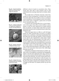 Snails on rocky sea shores - Pelagic Publishing