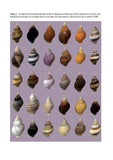 Snails on rocky sea shores - Pelagic Publishing