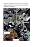 Snails on rocky sea shores - Pelagic Publishing