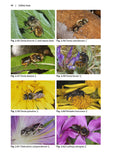 Solitary bees - Pelagic Publishing