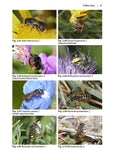 Solitary bees - Pelagic Publishing