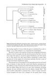 The Ascent of Birds - Pelagic Publishing
