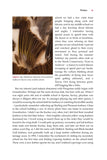 Urban Peregrines - Pelagic Publishing