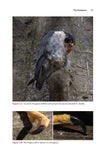 Urban Peregrines - Pelagic Publishing