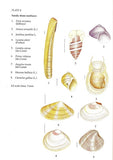 Animals of sandy shores - Pelagic Publishing