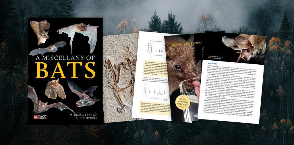 A Miscellany of Bats - Author Interview