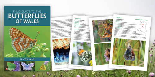 Field Guide to the Butterflies of Wales - Author Interview