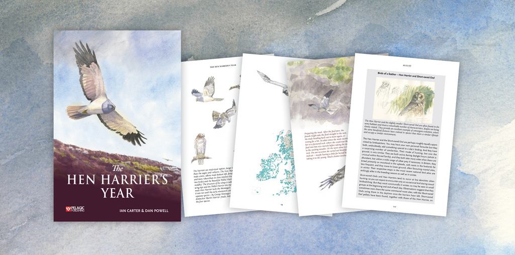 The Hen Harrier's Year - Author and Artist Interview