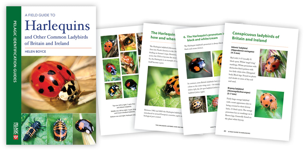 In Conversation with Helen Boyce, author of A Field Guide to Harlequins and Other Common Ladybirds of Britain and Ireland