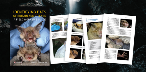 Identifying Bats of Britain and Ireland - Sample Chapter