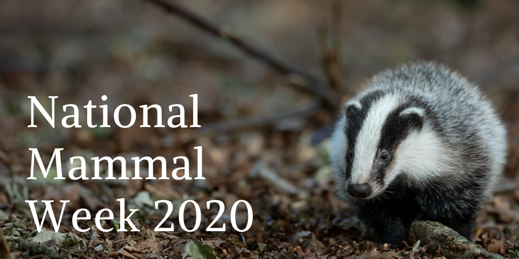 Celebrating National Mammal Week 2020 with 30% off Mammal Books