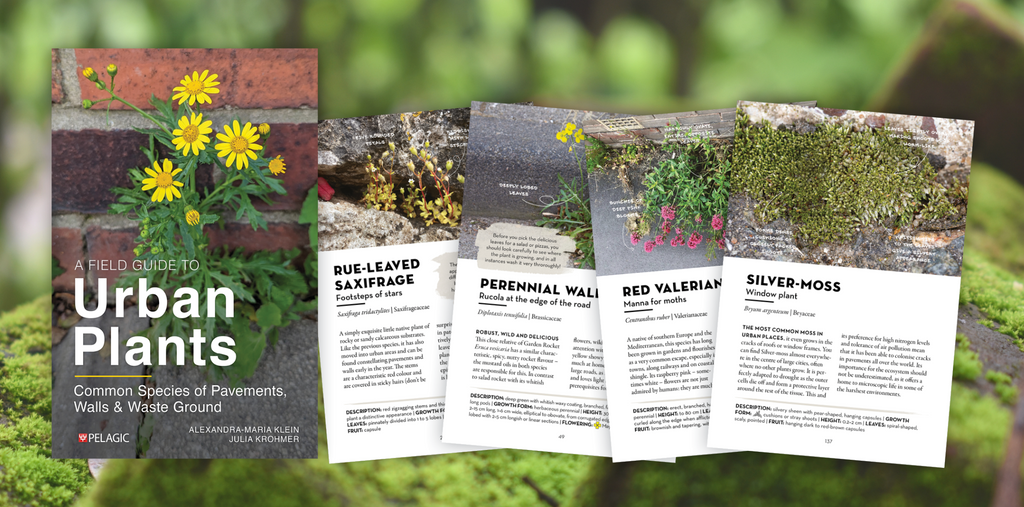 A Field Guide to Urban Plants - Sample Chapter