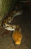 Snakes of Peninsular Thailand - Pelagic Publishing
