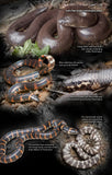 Snakes of Peninsular Thailand - Pelagic Publishing