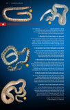 Snakes of Peninsular Thailand - Pelagic Publishing