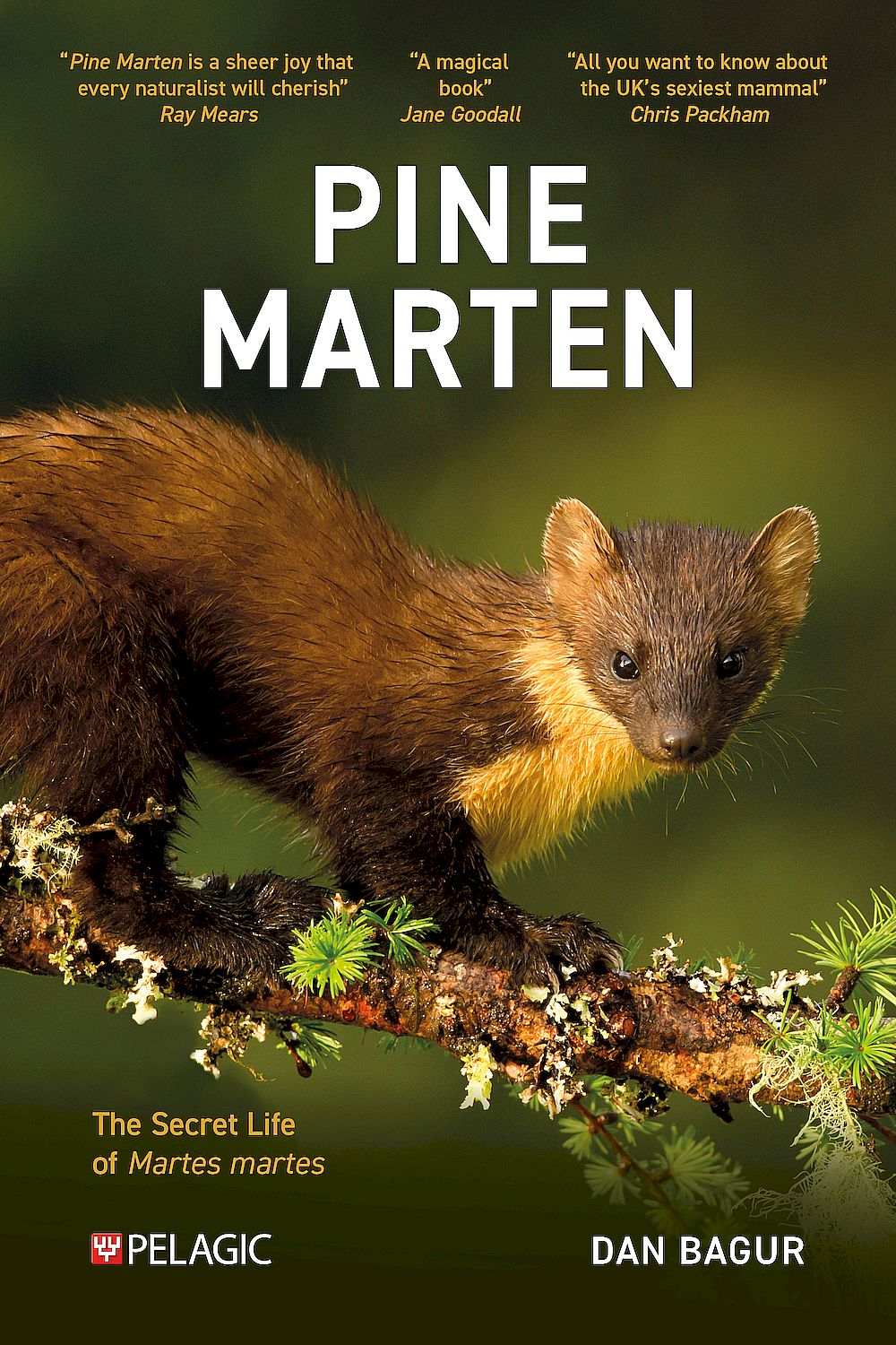 Pine Marten - Pelagic Publishing