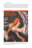The Painted Stork - Pelagic Publishing