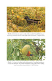 Birds and Flowers - Pelagic Publishing