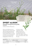 A Field Guide to Urban Plants